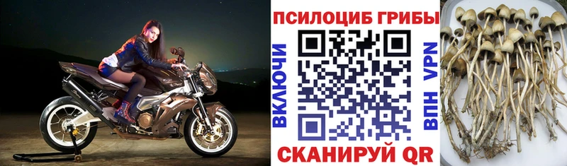 как найти закладки  mega ссылки  Галлюциногенные грибы мицелий  Серпухов 